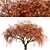 Beautiful Weeping Japanese Maple Set 3D model small image 5