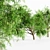 Honey Mesquite 5-Tree Collection 3D model small image 3