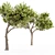 Italian Stone Pine - Set of 5 Tall Trees 3D model small image 4