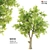 Evergreen Beauty: Sorrel Tree 3D model small image 1