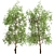 American Sycamore Trees - Majestic Pair for Landscaping 3D model small image 3