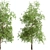 American Sycamore Trees - Majestic Pair for Landscaping 3D model small image 4