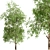 American Sycamore Trees - Majestic Pair for Landscaping 3D model small image 5