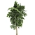 Exotic Tropical Plant Collection 3D model small image 4