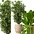 Five Plant Collection: Indoor and Outdoor Ornamental Pots 3D model small image 2