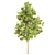 Elm Tree Beauty for All Seasons 3D model small image 2