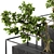 Zen Bonsai Benjamin Set 3D model small image 2