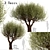 Mediterranean Beauty: Set of 2 Olive Trees 3D model small image 1