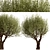 Mediterranean Beauty: Set of 2 Olive Trees 3D model small image 2