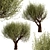 Mediterranean Beauty: Set of 2 Olive Trees 3D model small image 3
