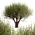 Mediterranean Beauty: Set of 2 Olive Trees 3D model small image 5