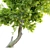 Seedless Green Ash Tree - Fraxinus Pennsylvanica 3D model small image 2