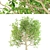 Spring Chestnut Tree: Beautiful Ornamental Tree for Your Garden 3D model small image 1