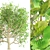 Spring Chestnut Tree: Beautiful Ornamental Tree for Your Garden 3D model small image 2