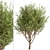 Erman's Birch Set: 2 Beautiful Betula Ermanii Trees 3D model small image 2