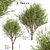 Erman's Birch Set: 2 Beautiful Betula Ermanii Trees 3D model small image 3