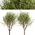 Erman's Birch Set: 2 Beautiful Betula Ermanii Trees 3D model small image 6
