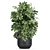 Exotic Schefflera Plant Collection 3D model small image 2