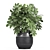 Exotic Schefflera Plant Collection 3D model small image 3