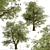 Fast-Growing Green Ash Tree 3D model small image 2