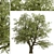 Fast-Growing Green Ash Tree 3D model small image 4