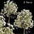 Royal Star Magnolia Trees: Beautiful Blossoms (2 Trees) 3D model small image 1