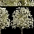 Royal Star Magnolia Trees: Beautiful Blossoms (2 Trees) 3D model small image 2