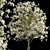 Royal Star Magnolia Trees: Beautiful Blossoms (2 Trees) 3D model small image 5