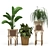 Eco-Friendly Indoor Plants Set 3D model small image 3