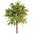  Evergreen Trio: 10m Sorrel, 8.4m Katsura & 9.3m Beech Trees 3D model small image 3