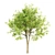  Evergreen Trio: 10m Sorrel, 8.4m Katsura & 9.3m Beech Trees 3D model small image 4