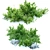 Aronia Melanocarpa Chokeberry Bush 3D model small image 2