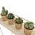 Sleek Cactus Set for Modern Spaces 3D model small image 2