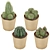 Sleek Cactus Set for Modern Spaces 3D model small image 3