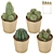 Sleek Cactus Set for Modern Spaces 3D model small image 7