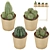 Sleek Cactus Set for Modern Spaces 3D model small image 8