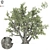 Authentic Old Olive Tree 3D model small image 1