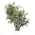 Authentic Old Olive Tree 3D model small image 2