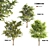 Lush Linden Tree Trio 3D model small image 1