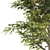 Lush Linden Tree Trio 3D model small image 5