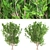 Natural Ash Tree Seeds 3D model small image 2