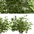 Versatile Set of Fatsia Japonica Bushes 3D model small image 3