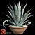 Title: American Blue Agave: Stunning Potted Plant 3D model small image 1