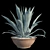 Title: American Blue Agave: Stunning Potted Plant 3D model small image 3