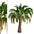 Premium Set of Butia Capitata Trees 3D model small image 5
