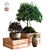 Urban Green Box: Tree Set 3D model small image 1