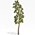 Towering Pinus: 13.5m Pine Tree 3D model small image 1