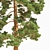 Towering Pinus: 13.5m Pine Tree 3D model small image 2