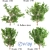 Evergreen Ash Tree: Beautiful & Low-Maintenance 3D model small image 1