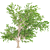 Evergreen Ash Tree: Beautiful & Low-Maintenance 3D model small image 3